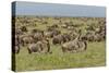 Large wildebeest herd during migration, Serengeti National Park, Tanzania, Africa-Adam Jones-Stretched Canvas