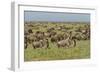 Large wildebeest herd during migration, Serengeti National Park, Tanzania, Africa-Adam Jones-Framed Photographic Print