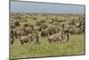 Large wildebeest herd during migration, Serengeti National Park, Tanzania, Africa-Adam Jones-Mounted Photographic Print