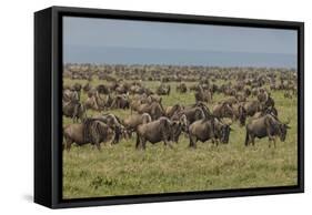 Large wildebeest herd during migration, Serengeti National Park, Tanzania, Africa-Adam Jones-Framed Stretched Canvas