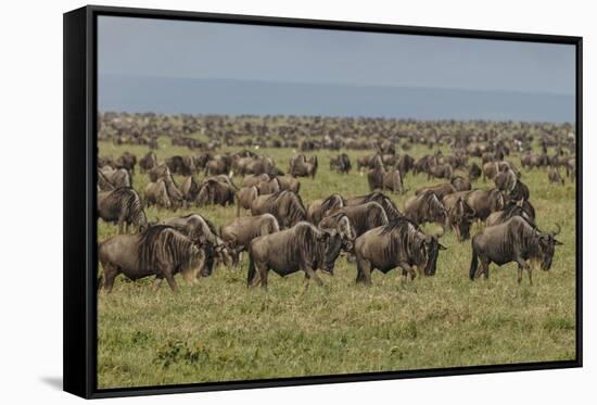 Large wildebeest herd during migration, Serengeti National Park, Tanzania, Africa-Adam Jones-Framed Stretched Canvas