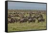 Large wildebeest herd during migration, Serengeti National Park, Tanzania, Africa-Adam Jones-Framed Stretched Canvas