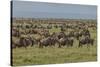 Large wildebeest herd during migration, Serengeti National Park, Tanzania, Africa-Adam Jones-Stretched Canvas