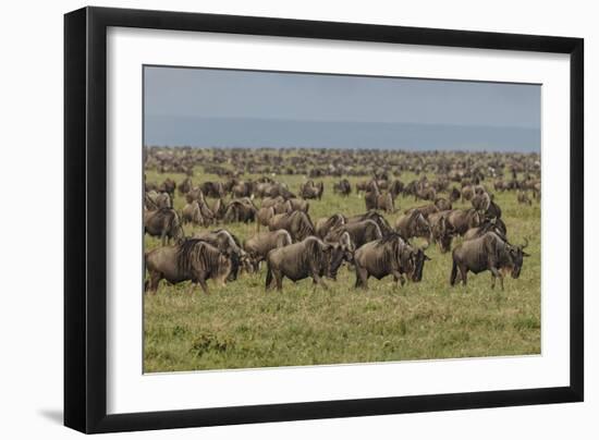 Large wildebeest herd during migration, Serengeti National Park, Tanzania, Africa-Adam Jones-Framed Photographic Print