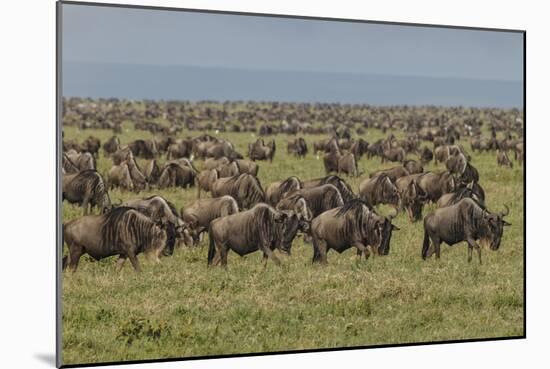 Large wildebeest herd during migration, Serengeti National Park, Tanzania, Africa-Adam Jones-Mounted Photographic Print