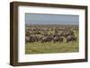 Large wildebeest herd during migration, Serengeti National Park, Tanzania, Africa-Adam Jones-Framed Photographic Print