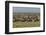 Large wildebeest herd during migration, Serengeti National Park, Tanzania, Africa-Adam Jones-Framed Photographic Print