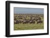 Large wildebeest herd during migration, Serengeti National Park, Tanzania, Africa-Adam Jones-Framed Photographic Print