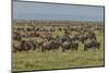 Large wildebeest herd during migration, Serengeti National Park, Tanzania, Africa-Adam Jones-Mounted Photographic Print