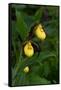 Large Yellow Lady'S-Slipper (Cypripedium Parviflorum)-Lynn M^ Stone-Framed Stretched Canvas