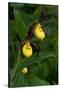 Large Yellow Lady'S-Slipper (Cypripedium Parviflorum)-Lynn M^ Stone-Stretched Canvas