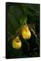 Large Yellow Lady'S-Slipper (Cypripedium Parviflorum)-Lynn M^ Stone-Framed Stretched Canvas