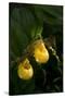 Large Yellow Lady'S-Slipper (Cypripedium Parviflorum)-Lynn M^ Stone-Stretched Canvas