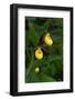 Large Yellow Lady'S-Slipper (Cypripedium Parviflorum)-Lynn M^ Stone-Framed Photographic Print