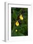 Large Yellow Lady'S-Slipper (Cypripedium Parviflorum)-Lynn M^ Stone-Framed Photographic Print