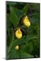 Large Yellow Lady'S-Slipper (Cypripedium Parviflorum)-Lynn M^ Stone-Mounted Photographic Print