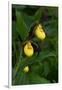 Large Yellow Lady'S-Slipper (Cypripedium Parviflorum)-Lynn M^ Stone-Framed Photographic Print