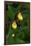 Large Yellow Lady'S-Slipper (Cypripedium Parviflorum)-Lynn M^ Stone-Framed Photographic Print