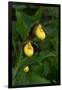 Large Yellow Lady'S-Slipper (Cypripedium Parviflorum)-Lynn M^ Stone-Framed Photographic Print