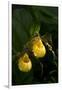 Large Yellow Lady'S-Slipper (Cypripedium Parviflorum)-Lynn M^ Stone-Framed Photographic Print