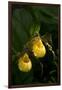 Large Yellow Lady'S-Slipper (Cypripedium Parviflorum)-Lynn M^ Stone-Framed Photographic Print