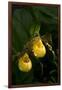 Large Yellow Lady'S-Slipper (Cypripedium Parviflorum)-Lynn M^ Stone-Framed Photographic Print