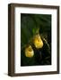 Large Yellow Lady'S-Slipper (Cypripedium Parviflorum)-Lynn M^ Stone-Framed Photographic Print