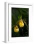 Large Yellow Lady'S-Slipper (Cypripedium Parviflorum)-Lynn M^ Stone-Framed Photographic Print