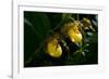 Large Yellow Lady'S-Slipper (Cypripedium Parviflorum)-Lynn M^ Stone-Framed Photographic Print