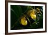 Large Yellow Lady'S-Slipper (Cypripedium Parviflorum)-Lynn M^ Stone-Framed Photographic Print