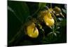 Large Yellow Lady'S-Slipper (Cypripedium Parviflorum)-Lynn M^ Stone-Mounted Photographic Print