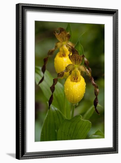 Large Yellow Lady'-Slipper (Cypripedium Calceolus), Native North American Orchid, Northern Illinois-Lynn M^ Stone-Framed Photographic Print