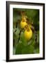 Large Yellow Lady'-Slipper (Cypripedium Calceolus), Native North American Orchid, Northern Illinois-Lynn M. Stone-Framed Photographic Print