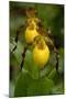 Large Yellow Lady'-Slipper (Cypripedium Calceolus), Native North American Orchid, Northern Illinois-Lynn M^ Stone-Mounted Photographic Print