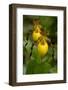 Large Yellow Lady'-Slipper (Cypripedium Calceolus), Native North American Orchid, Northern Illinois-Lynn M^ Stone-Framed Photographic Print