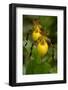 Large Yellow Lady'-Slipper (Cypripedium Calceolus), Native North American Orchid, Northern Illinois-Lynn M^ Stone-Framed Photographic Print