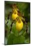 Large Yellow Lady'-Slipper (Cypripedium Calceolus), Native North American Orchid, Northern Illinois-Lynn M^ Stone-Mounted Photographic Print