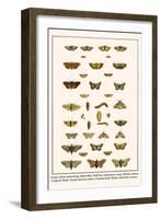 Large Yellow Underwing, Butterflies, Buff Tip, Ichneumon Wasp, Mottles Umber, Leopard Moth, etc.-Albertus Seba-Framed Art Print