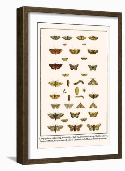 Large Yellow Underwing, Butterflies, Buff Tip, Ichneumon Wasp, Mottles Umber, Leopard Moth, etc.-Albertus Seba-Framed Art Print