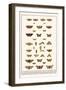 Large Yellow Underwing, Butterflies, Buff Tip, Ichneumon Wasp, Mottles Umber, Leopard Moth, etc.-Albertus Seba-Framed Art Print