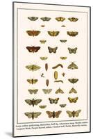 Large Yellow Underwing, Butterflies, Buff Tip, Ichneumon Wasp, Mottles Umber, Leopard Moth, etc.-Albertus Seba-Mounted Art Print