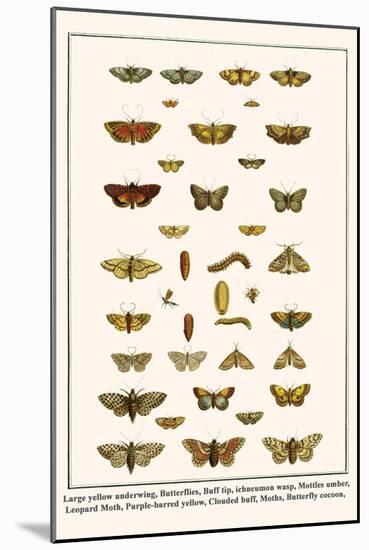 Large Yellow Underwing, Butterflies, Buff Tip, Ichneumon Wasp, Mottles Umber, Leopard Moth, etc.-Albertus Seba-Mounted Art Print