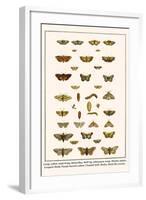 Large Yellow Underwing, Butterflies, Buff Tip, Ichneumon Wasp, Mottles Umber, Leopard Moth, etc.-Albertus Seba-Framed Art Print