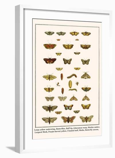 Large Yellow Underwing, Butterflies, Buff Tip, Ichneumon Wasp, Mottles Umber, Leopard Moth, etc.-Albertus Seba-Framed Art Print