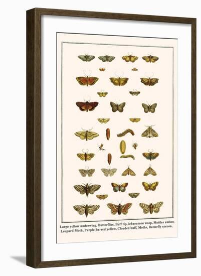 Large Yellow Underwing, Butterflies, Buff Tip, Ichneumon Wasp, Mottles Umber, Leopard Moth, etc.-Albertus Seba-Framed Art Print