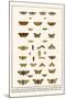 Large Yellow Underwing, Butterflies, Buff Tip, Ichneumon Wasp, Mottles Umber, Leopard Moth, etc.-Albertus Seba-Mounted Art Print