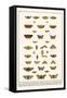 Large Yellow Underwing, Butterflies, Buff Tip, Ichneumon Wasp, Mottles Umber, Leopard Moth, etc.-Albertus Seba-Framed Stretched Canvas