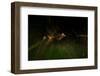 Large yellow underwing moth taking flight over meadow-Neil Aldridge-Framed Photographic Print