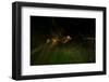 Large yellow underwing moth taking flight over meadow-Neil Aldridge-Framed Photographic Print