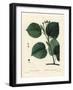 Largeleaf Linden Tree, Tilia Platyphyllos. Handcoloured Stipple Engraving by Du Ruisseau after an I-Pierre-Joseph Redouté-Framed Giclee Print